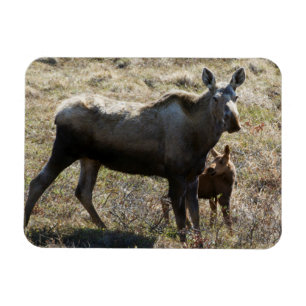 Magnet Flexible Élan femelle d'Alaska avec son petit