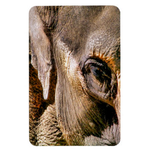 MAGNET FLEXIBLE ÉLÉPHANT