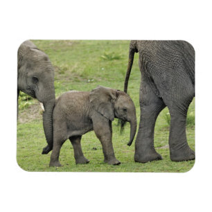 Magnet Flexible Eléphant africain avec bébé