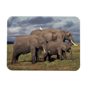 Magnet Flexible Éléphant d'Afrique bébé avec sa famille