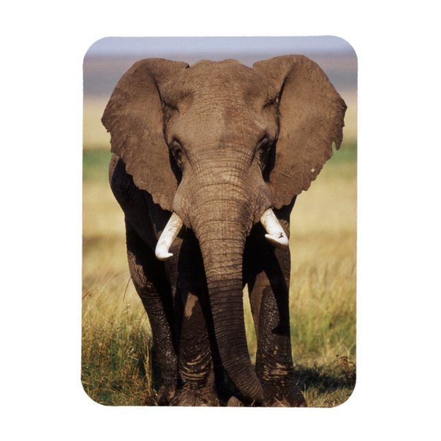 Magnet Flexible Éléphant de savane d'Afrique (Vertical)
