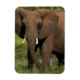 Magnet Flexible Éléphant (Loxodonta Africana), Parc national Hwang