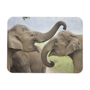 Magnet Flexible Éléphants asiatiques indiens qui jouent à se battr