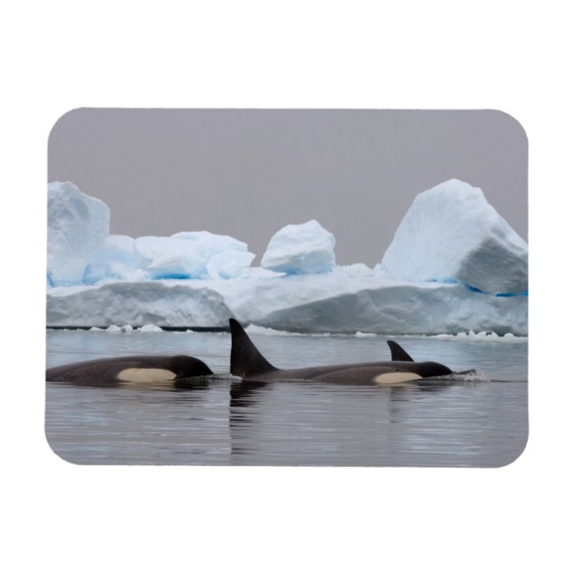 Magnet Flexible épaulards (orques), Orcinus orca, groupe (Horizontal)