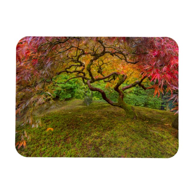 Magnet Flexible érable japonais en couleur automne (Horizontal)