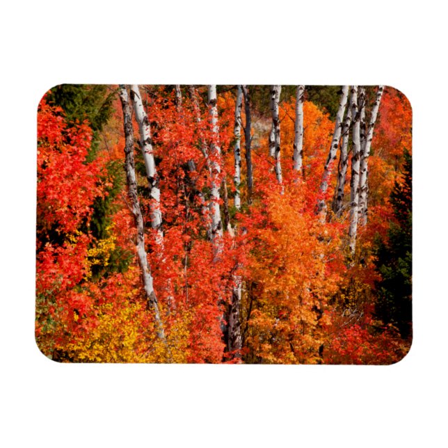 Magnet Flexible Érable Rouge (Acer Rubra) Et Aspens (Horizontal)