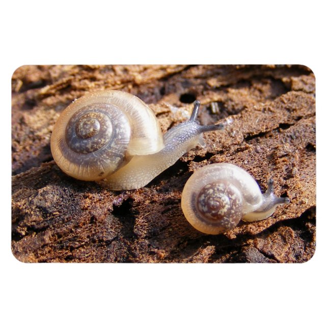 Magnet Flexible Escargots pour bébés (Horizontal)