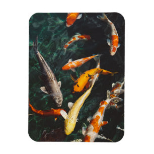 Magnet Flexible Etang de poisson orange et blanc asiatique