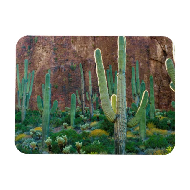 Magnet Flexible États-Unis, Arizona. Le Champ De Cactus Du Saguaro (Horizontal)