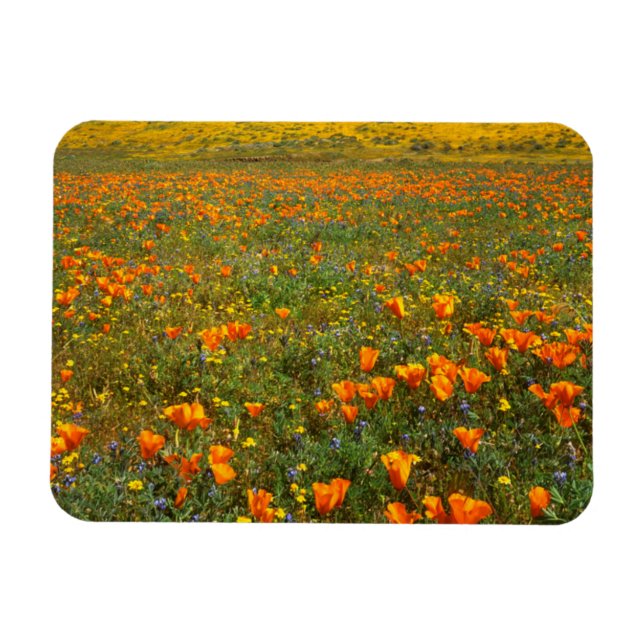 Magnet Flexible États-Unis, Californie, Antelope Valley California (Horizontal)