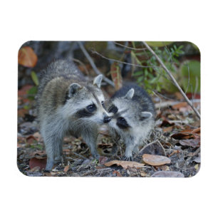 Magnet Flexible États-Unis, Floride, Sanibel, Ding Darling Nationa
