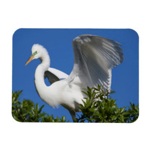 Magnet Flexible États-Unis, Floride, St. Augustine, Aigrette