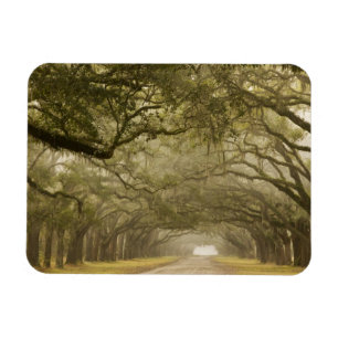 Magnet Flexible États-Unis, Géorgie, Savannah, Une allée bordée de