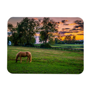 Magnet Flexible États-Unis, Lexington, Kentucky. Cheval solitaire