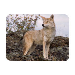 Magnet Flexible États-Unis, Montana, Kalispell. Coyote à Triple D