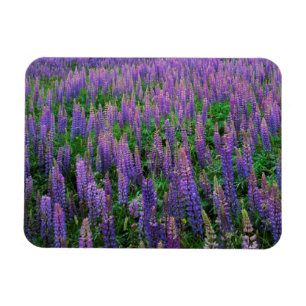 Magnet Flexible États-Unis, Washington, Comté de Clallam, Lupine