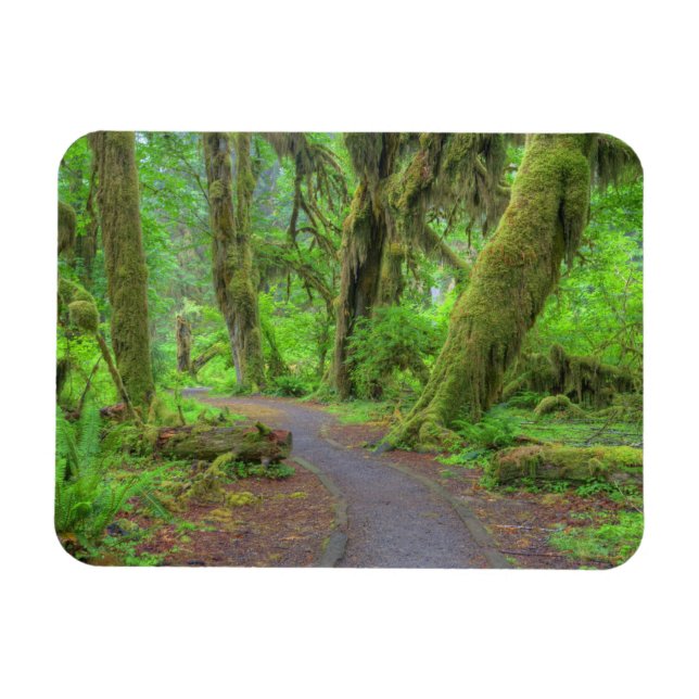 Magnet Flexible États-Unis, Washington, Parc National Olympique, H (Horizontal)
