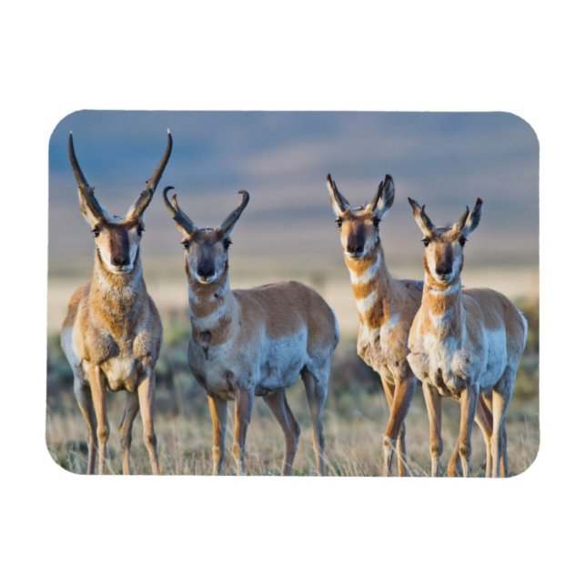 Magnet Flexible Etats-Unis, Wyoming, quatre dollars d'antilope Pro (Horizontal)