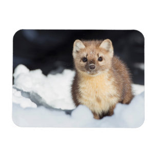 Magnet Flexible États-Unis, Wyoming, Yellowstone National Park