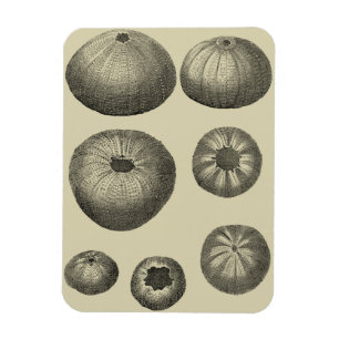 Magnet Flexible Étoiles de mer noires et blanches