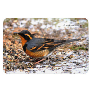 Magnet Flexible Étonnant oiseau-chanteur à Grive Variée sur terrai