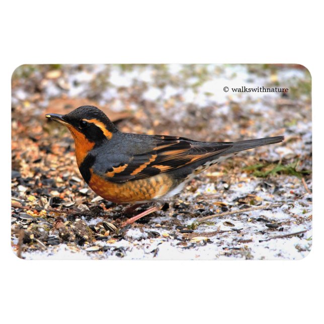 Magnet Flexible Étonnant oiseau-chanteur à Grive Variée sur terrai (Horizontal)