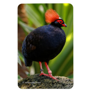 Magnet Flexible Étonnant Roul-Roul Crested Bois Partridge Oiseau