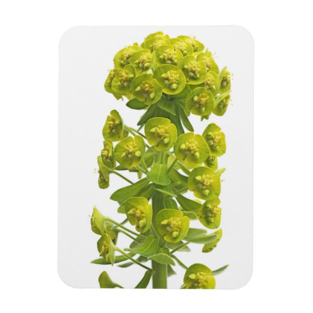 Magnet Flexible Euphorbia (Vertical)