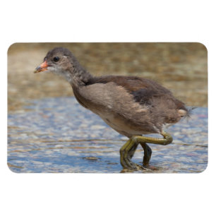 Magnet Flexible Eurasian Coot Young Chick