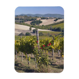 Magnet Flexible Europe, Italie, Ombrie, près de Montefalco, vignob