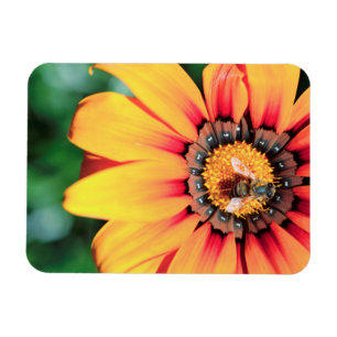 Magnet Flexible Extrême Gros Plan D'une Abeille Collectant Du Poll