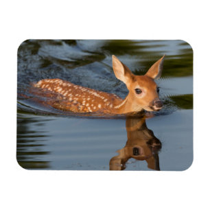 Magnet Flexible Faon de cerf Minnesota