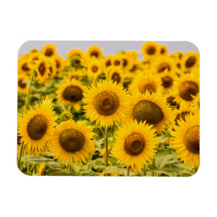 Magnet Flexible Farms   A Sunflower