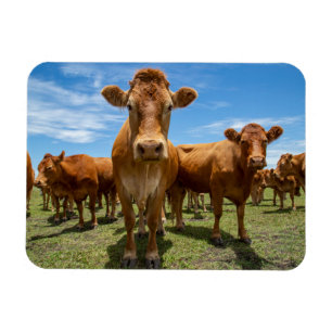 Magnet Flexible Farms   Brown cow