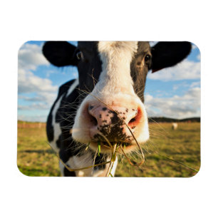 Magnet Flexible Farms   Holstein Cow Chewing