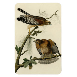 Magnet Flexible Faucon à épaulettes - Audubon's Birds of America