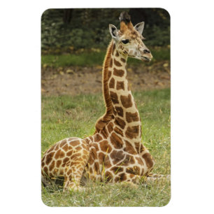 Magnet Flexible Faune de girafe