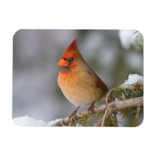 Magnet Flexible Femme cardinale du Nord dans l'épinette en hiver