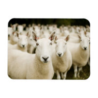 Fermes | Troupeau de moutons