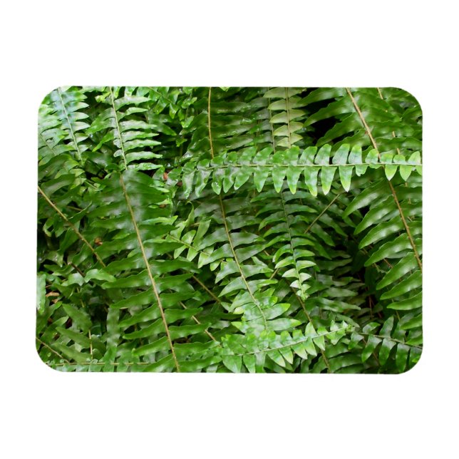 Magnet Flexible Fern Fronds I Green Nature (Horizontal)