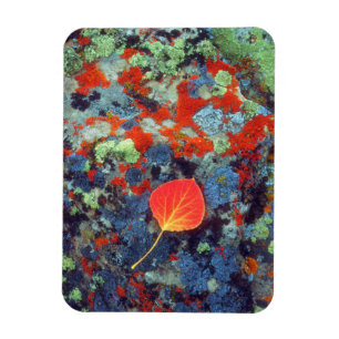 Magnet Flexible Feuille de tremble sur une roche couverte de liche