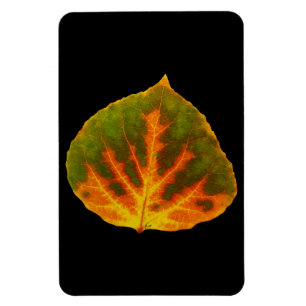 Magnet Flexible Feuille vert orange et jaune d'Aspen #1
