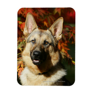 Magnet Flexible Feuilles d'automne du berger allemand