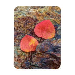 Magnet Flexible Feuilles d'automne sur rocher, Californie
