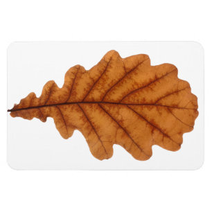 Magnet Flexible Feutre de chêne brun d'automne