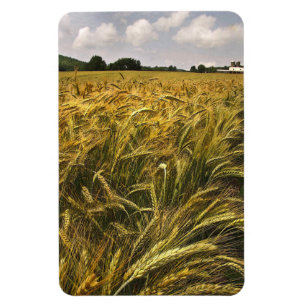 Magnet Flexible Field of Grain