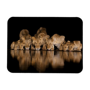 Magnet Flexible Fierté de lions buvant au point d'eau la nuit