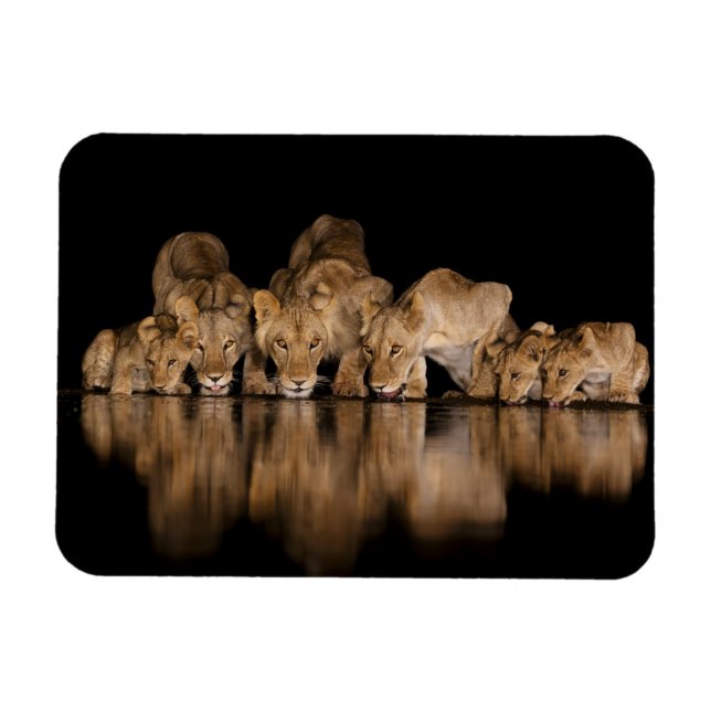 Magnet Flexible Fierté de lions buvant au point d'eau la nuit (Horizontal)