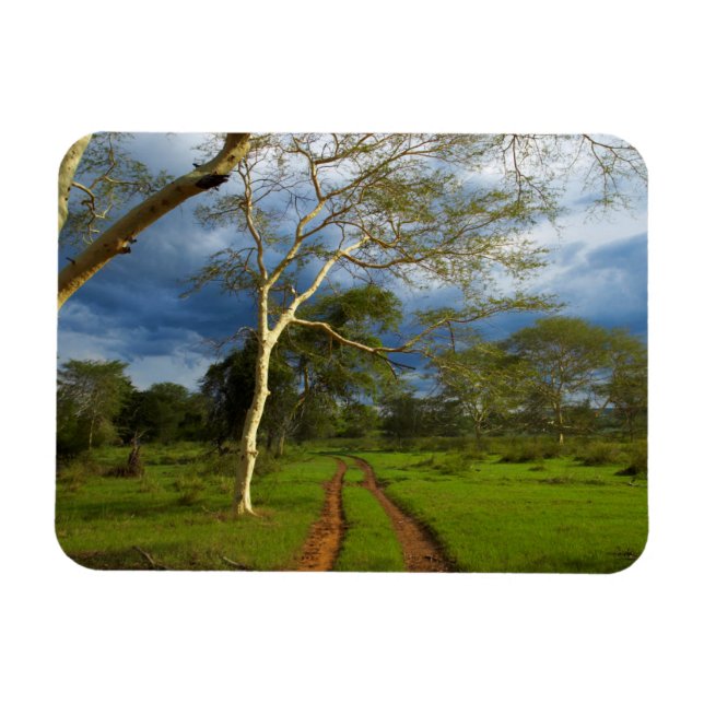 Magnet Flexible Fièvre (Acacia Xanthophloea) Par Piste (Horizontal)