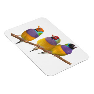 Magnet Flexible Finches gouldiennes colorées dans les Pastels